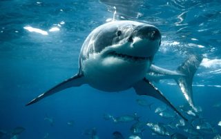 What can sharks teach us about our hearts?