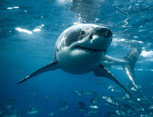 What can sharks teach us about our hearts?